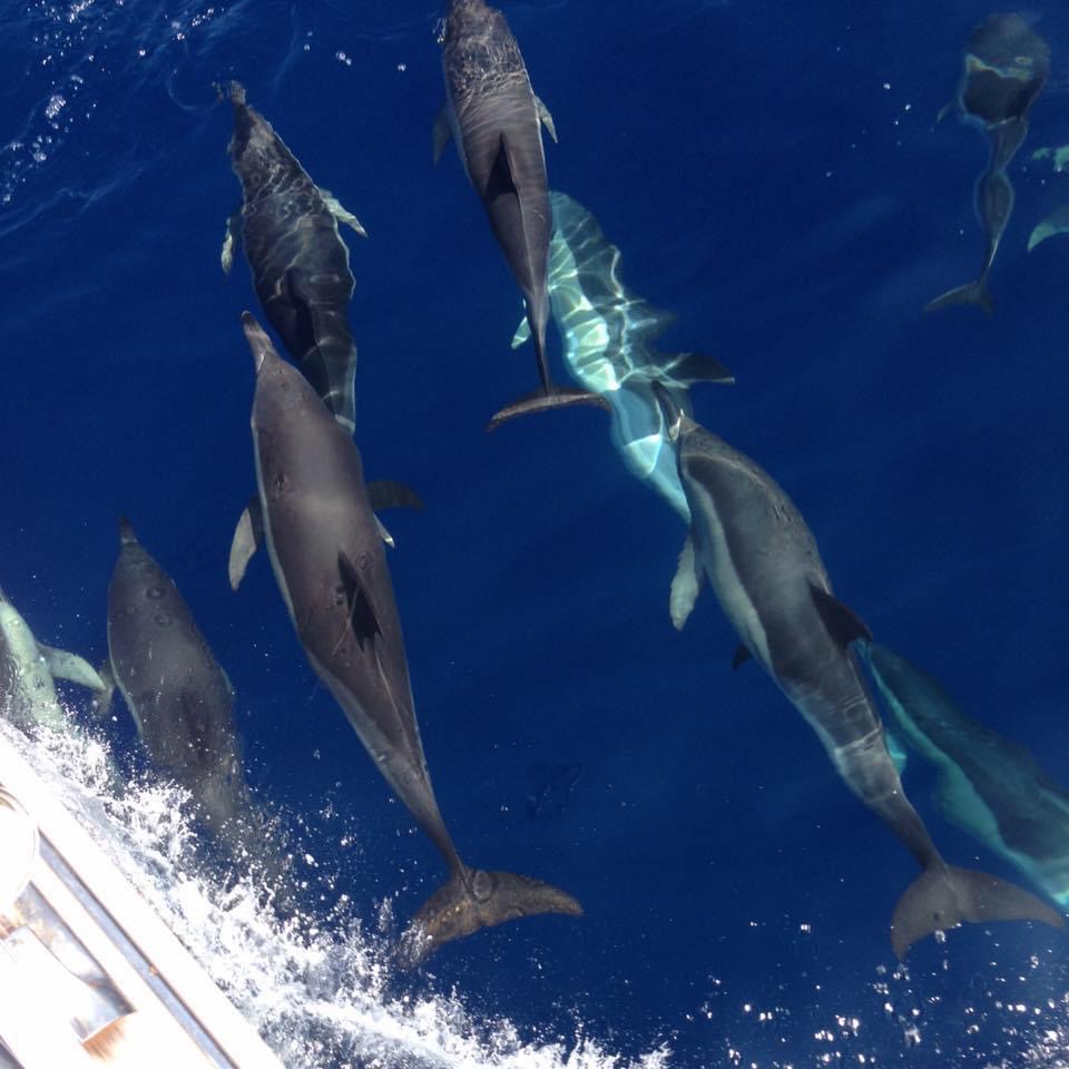 A pod of wild dolphins swimming alongside a sailing boat in deep blue water